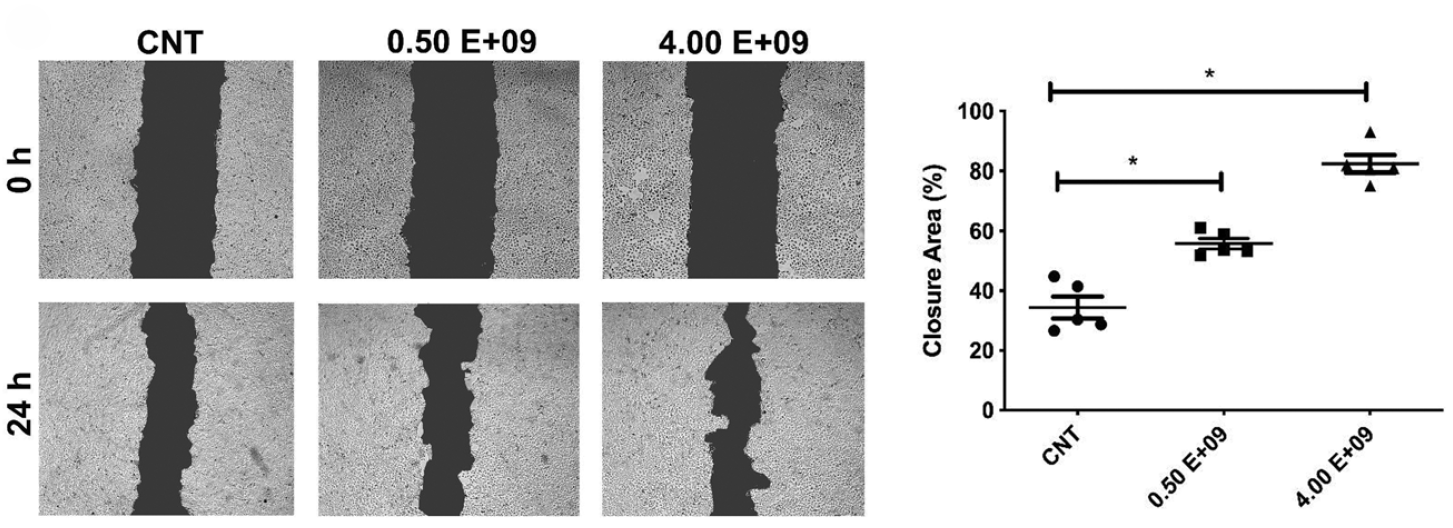 Grapefruit-derived exosomes promote HaCaT scratch closure after 24 h at different particle concentrations, shown by microscopy and area quantification.
